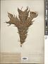 Cunninghamia lanceolata (Lamb.) Hook.