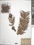 Cunninghamia lanceolata (Lamb.) Hook.