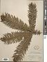Cunninghamia lanceolata (Lamb.) Hook.