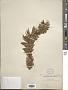 Cunninghamia lanceolata (Lamb.) Hook.