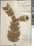 Cunninghamia lanceolata (Lamb.) Hook.
