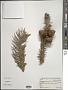 Cunninghamia lanceolata (Lamb.) Hook.