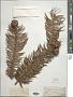 Cunninghamia lanceolata (Lamb.) Hook.