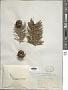 Cunninghamia lanceolata (Lamb.) Hook.