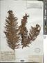 Cunninghamia lanceolata (Lamb.) Hook.