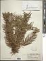 Cunninghamia lanceolata (Lamb.) Hook.
