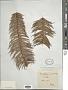 Cunninghamia lanceolata (Lamb.) Hook.
