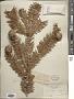 Cunninghamia lanceolata (Lamb.) Hook.