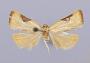 Cuproxena trema