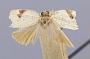 Cuproxena triphera