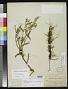 Cuscuta pulcherrima Scheele