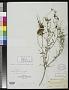 Cuscuta pulcherrima Scheele