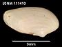 Cyamium iridiscens