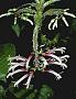 Cyanea pilosa A. Gray