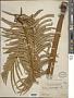 Cycas sp.