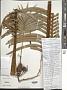 Cycas thouarsii R. Br.