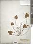 Cyclamen hederifolium Aiton
