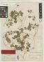 Cyclanthera micrantha Cogn.