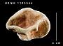 Cyclohelia lamellata