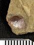 Cyclolepis stenodinus Cockerell