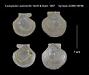 Cyclopecten subimbrifer