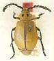 Cycloprionus flavus