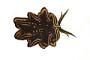 Cyerce nigricans