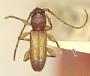 Cylindera glabra