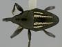Cylindrocerus armatus