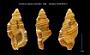 Cymatium (Septa) closeli