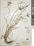 Cyperus croceus Vahl
