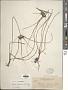 Cyperus cyperinus (Retz.) Valck. Sur.