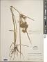 Cyperus esculentus L.