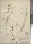 Cyperus flavescens L.