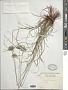 Cyperus incomtus Kunth