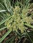 Cyperus javanicus Houtt.