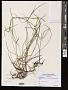 Cyperus mindorensis (Steud.) Huygh