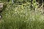 Cyperus mindorensis (Steud.) Huygh