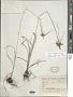 Cyperus mutisii (Kunth) Andersson