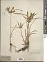 Cyperus mutisii (Kunth) Andersson
