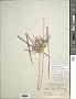 Cyperus odoratus L.