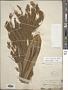 Cyperus prolixus Kunth