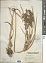 Cyperus prolixus Kunth