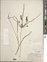 Cyperus retrorsus Chapm.