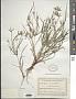 Cyperus simplex Kunth