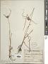 Cyperus sp.