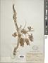 Cyperus spectabilis Link