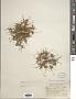 Cyperus squarrosus L.