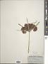 Cyperus textilis Thunb.
