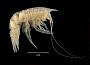 Cyphocarididae